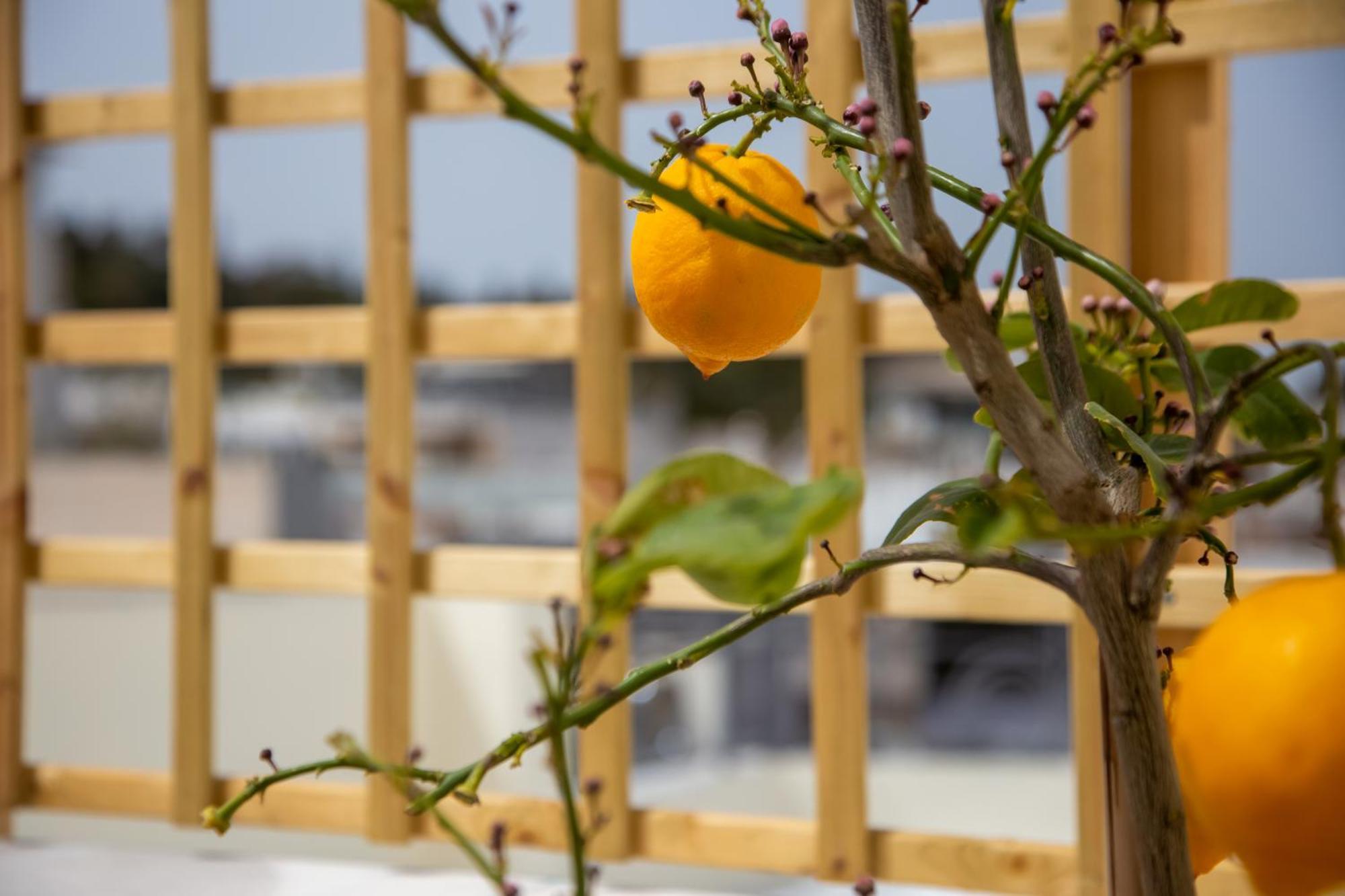 Erato By Heloni Apartments アテネ エクステリア 写真